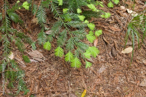 Armstrong Redwoods State Natural Reserve, California,  United States - to preserve 805 acres (326 ha) of coast redwoods (Sequoia sempervirens). The reserve is located in Sonoma County, Guerneville.
