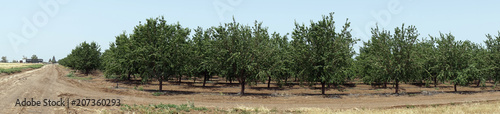 Almond trees