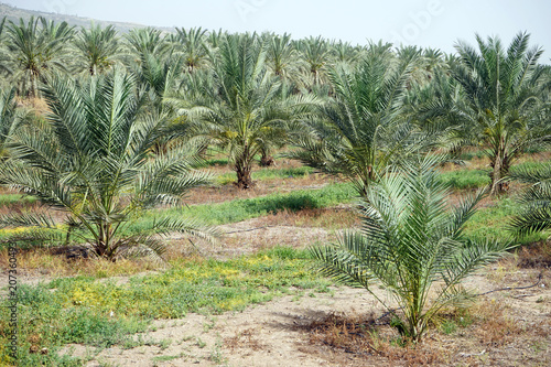 Palm tree grove