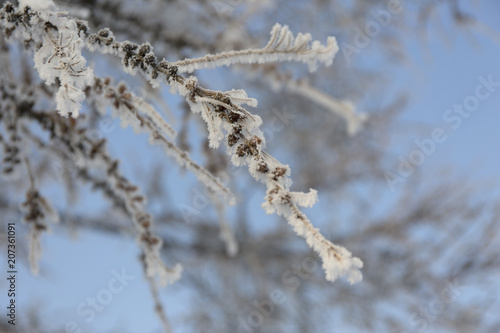 Snow-cowered pine branches with cone. Winter blur background. Frost tree.