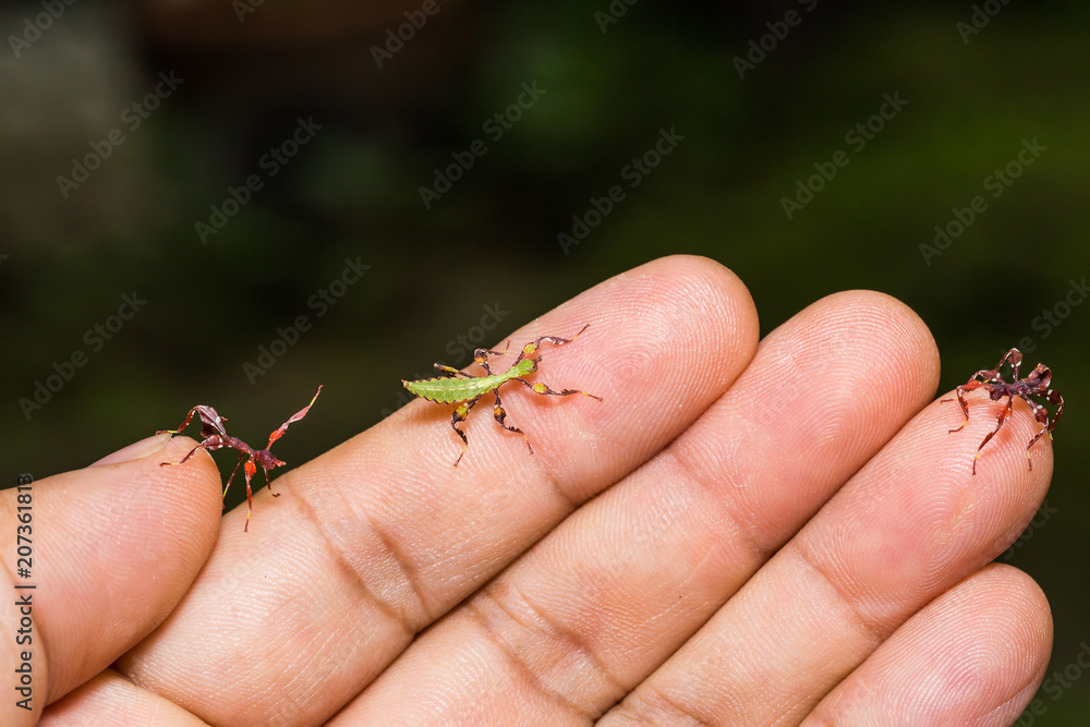 Young leaf insect (Phyllium westwoodi)