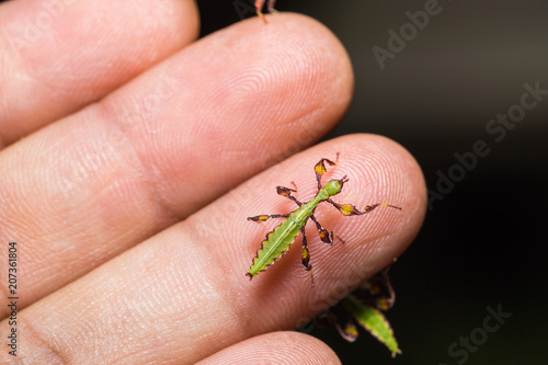 Young leaf insect (Phyllium westwoodi) photo