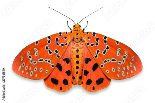Crotalaria Podborer (Mangina argus) moth
