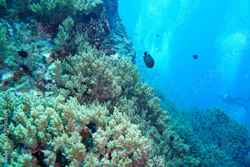 Rafa koralowa
