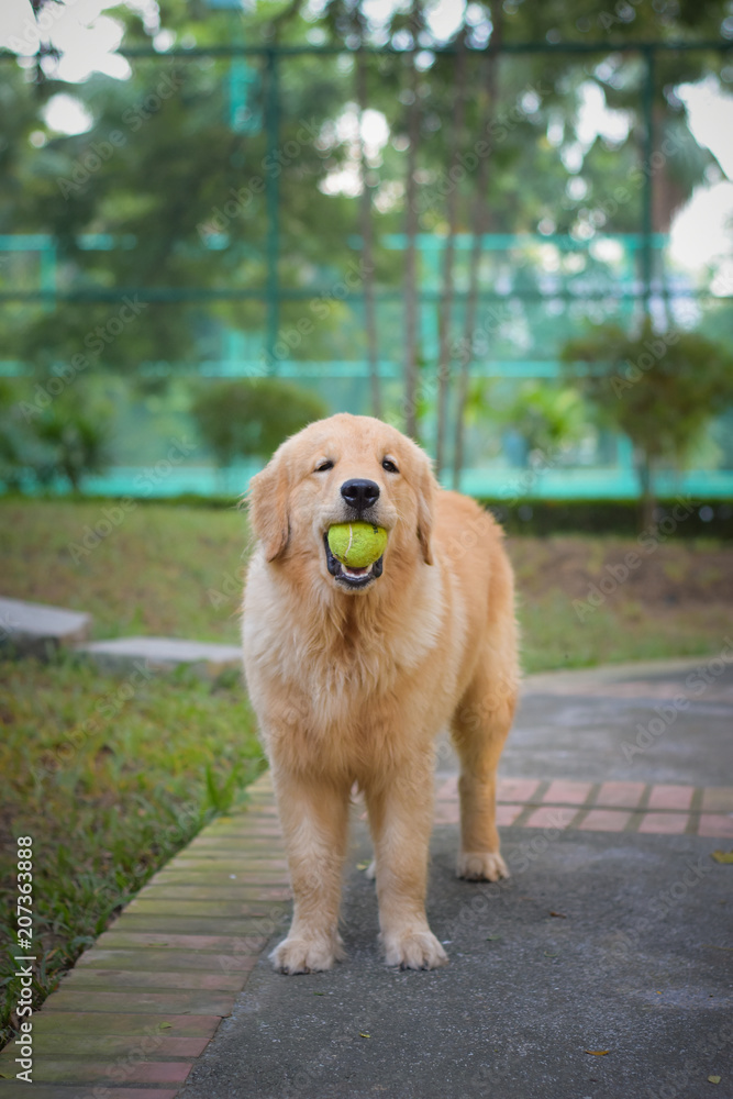 Golden Retriever Puppy Holding Tennis Ball in the Mouth Stock Photo | Adobe  Stock