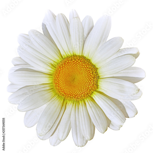 Flower yellow  white daisy isolated on white background. Close-up. Element of design. © afefelov68