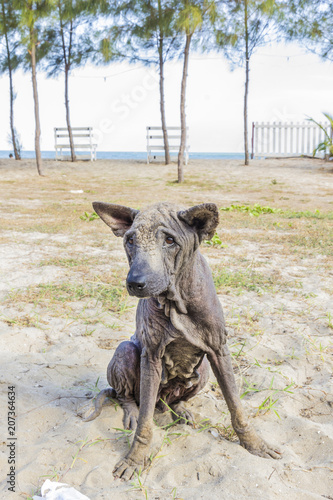 dog abandoned stray sick © kaewphoto
