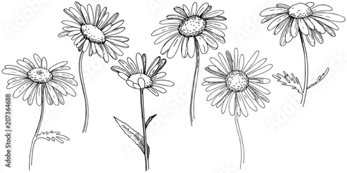 Daisy in a vector style isolated. Full name of the plant  Daisy. Vector flower for background  texture  wrapper pattern  frame or border.