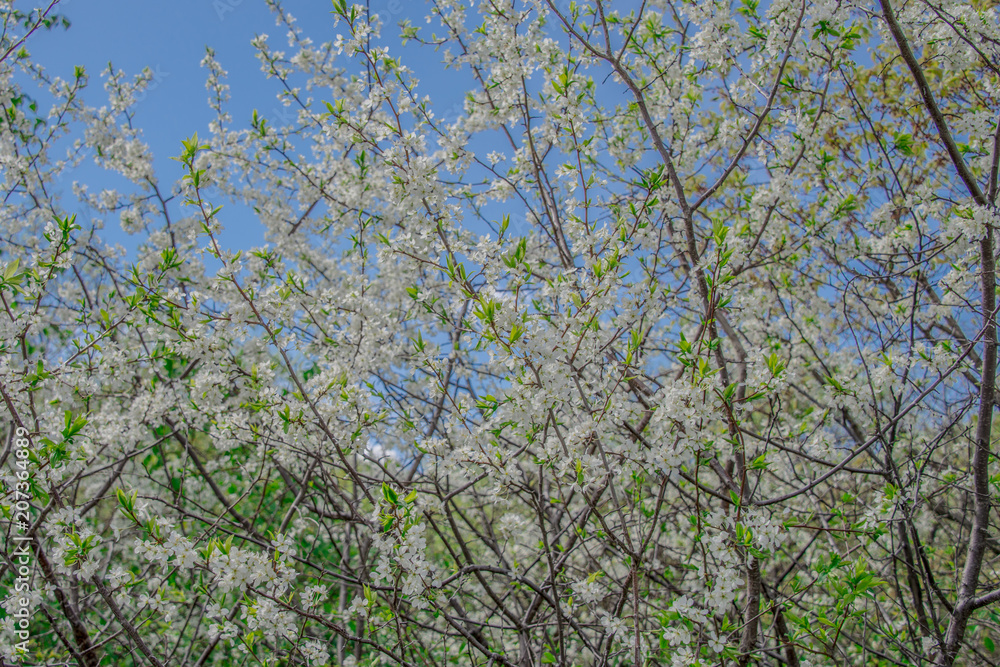 Macro photo white and blue flowers on trees, spring, clouds and blue sky Macro photo white and blue flowers on trees, spring, clouds and blue sky