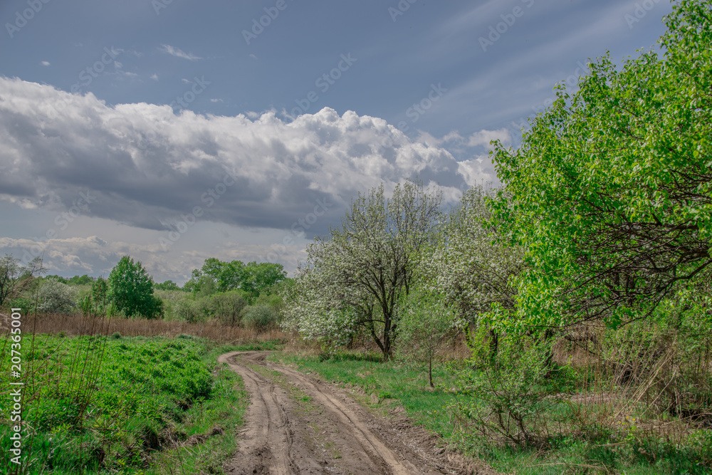 Spring, landscape, flowering fruit trees near dirt road with beautiful blue sky and clouds Spring, landscape, flowering fruit trees near dirt road with beautiful blue sky and clouds