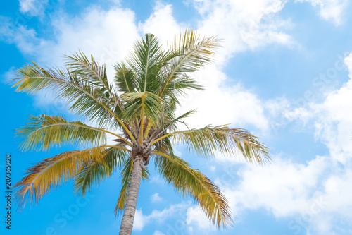 Beautiful coco palms in summer time. concept travel, holiday and vacation.