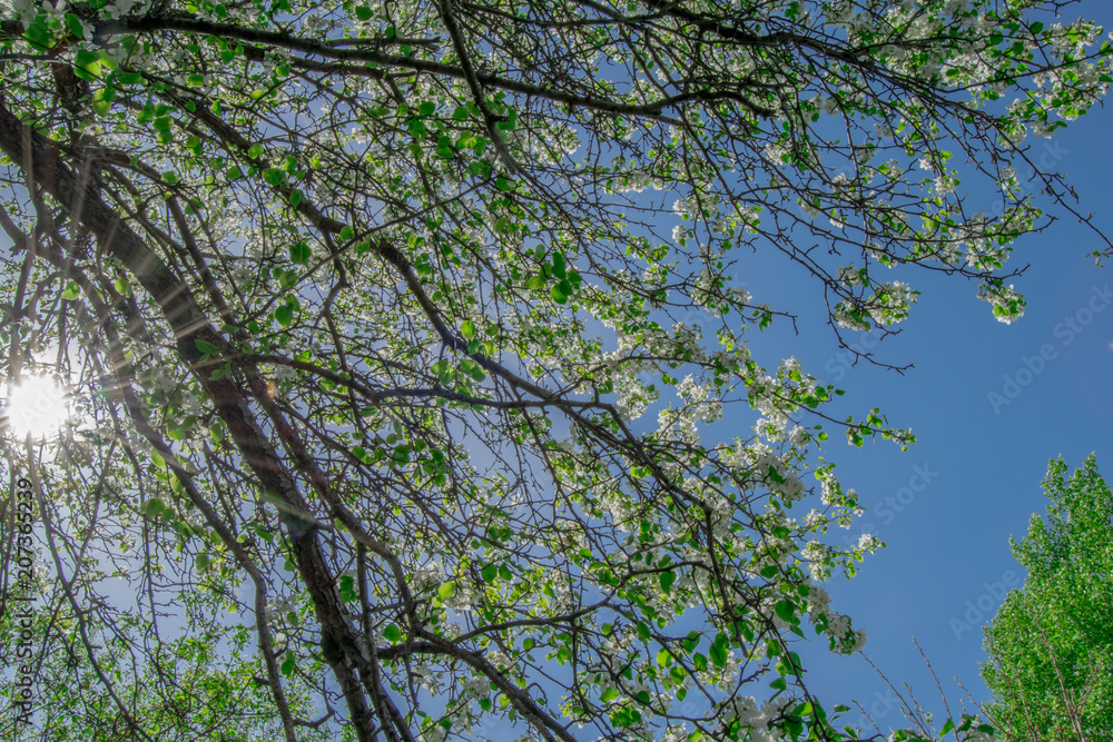 Fototapeta premium Macro photo white and blue flowers on trees, spring, clouds and blue sky