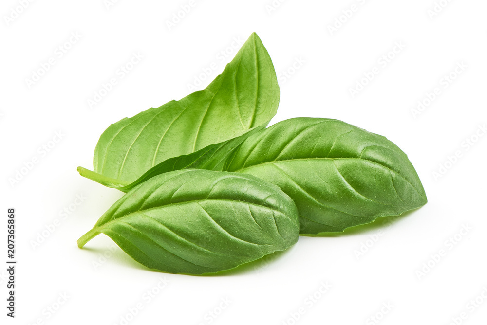 Sweet basil herb leaves bunch isolated on white background Sweet basil herb leaves bunch isolated on white background