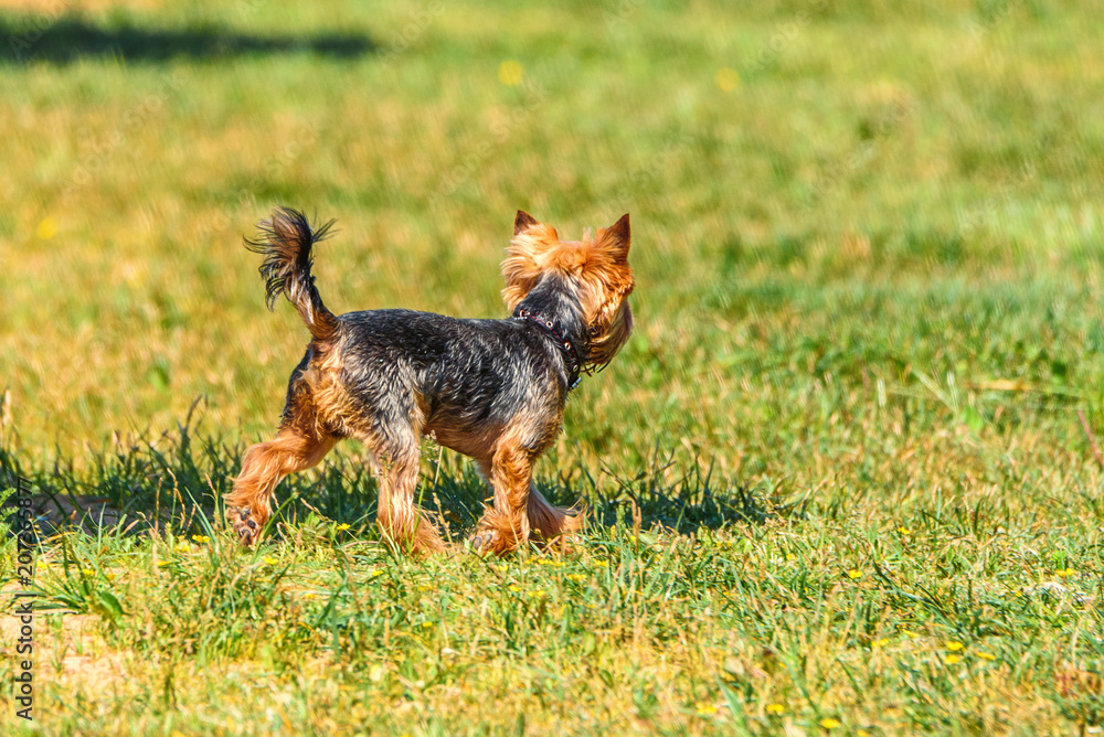 Yorkshire Terrier Runs On The Grass Yorkshire Terrier Runs On The Grass