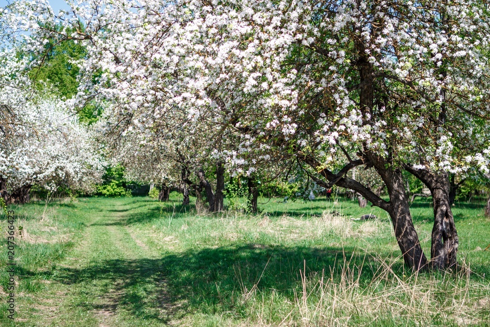 Fototapeta premium Apple blossom in the garden
