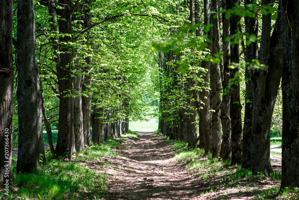 Fototapeta premium green lime Avenue in the spring