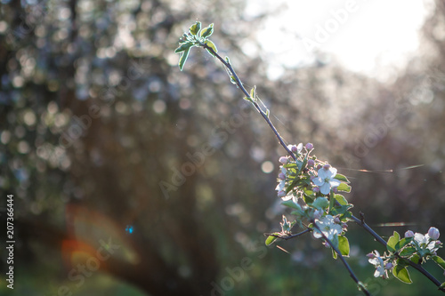 Apple blossom in the garden