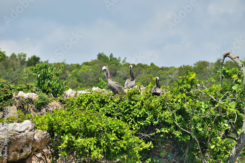 three pelicans on the top of a green tree, against a blue sky and clouds. Los Haitises National Park photo