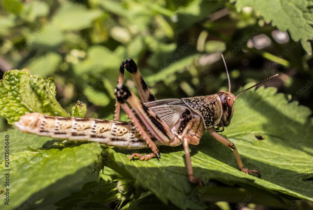 Fototapeta premium Young wingless Egyptian locust