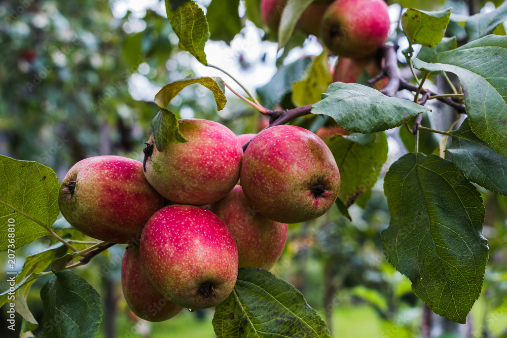 Apple on the branch of apple tree Apple on the branch of apple tree