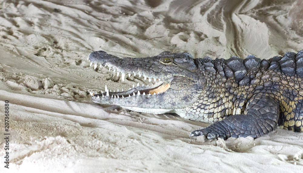 Closeup of a crocodile Closeup of a crocodile