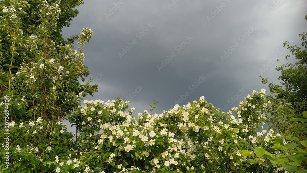 Fototapeta premium Blüten im Gewitter 