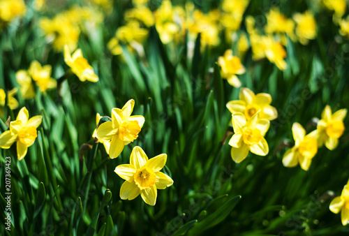 Fototapeta Naklejka Na Ścianę i Meble -  beautiful yellow daffodils narcissus