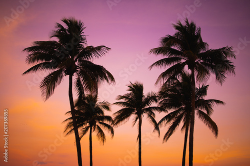sunset palms © Andy