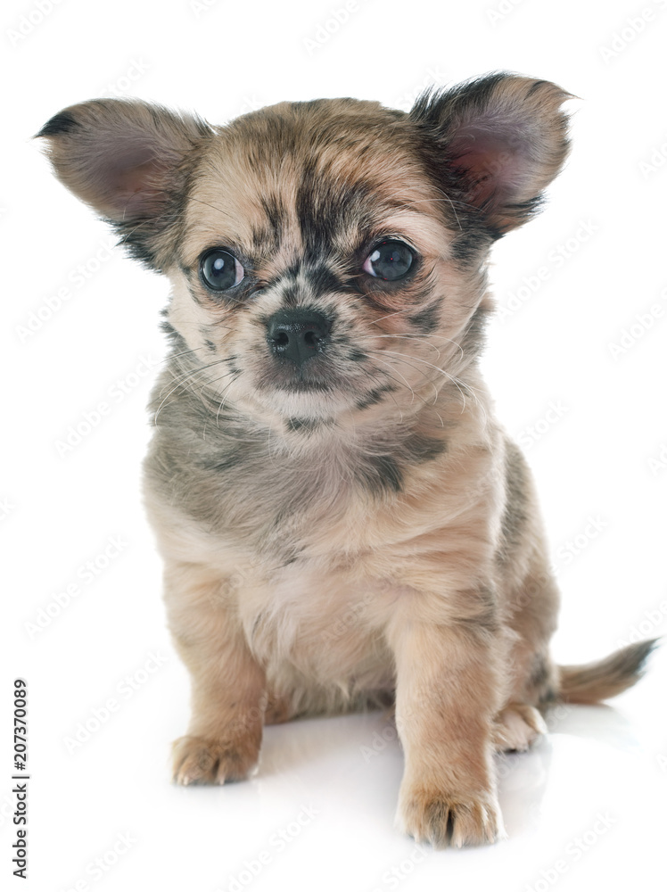 puppy chihuahua in studio puppy chihuahua in studio