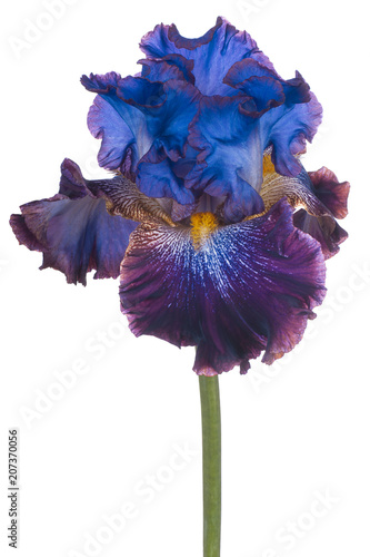 Fototapeta Naklejka Na Ścianę i Meble -  iris flower isolated