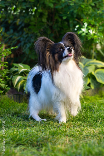 merry dog in the garden