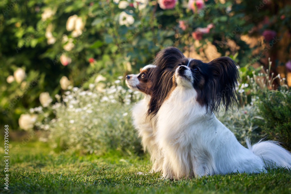 Two dogs of the breed papillon
