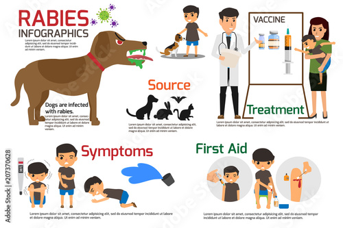 Rabies Infographics. Illustration of rabies describing symptoms and medications or vaccine. vector illustrations. photo
