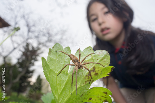Young girl observing a nursery web spider. Nature and education concept.