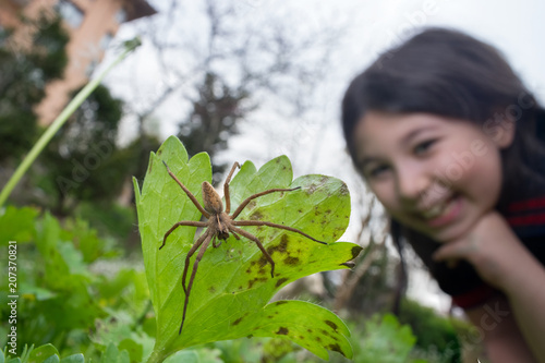 Young girl observing a nursery web spider. Nature and education concept. photo