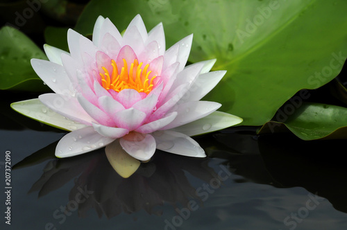 The lotus is blooming in the morning.