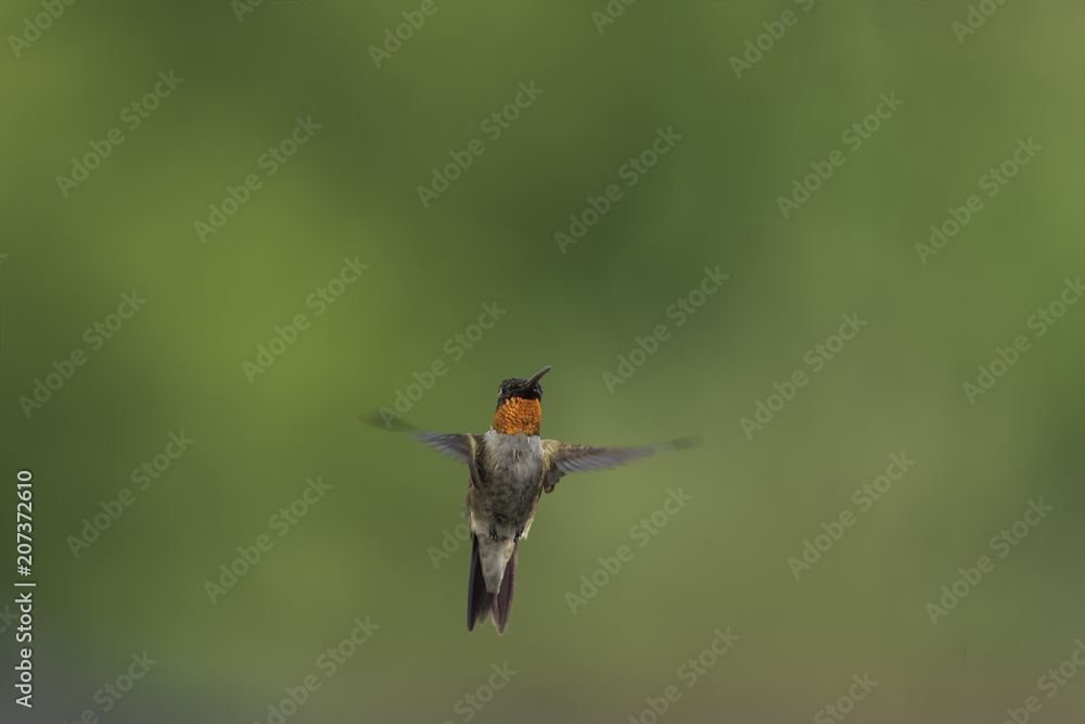 Fototapeta premium Lighting up the Garden