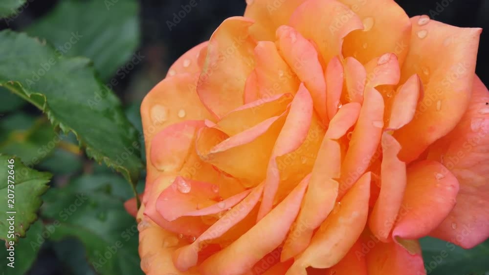 Raindrops on a yellow and pink rose. Garden of roses. Raindrops on a yellow and pink rose. Garden of roses.