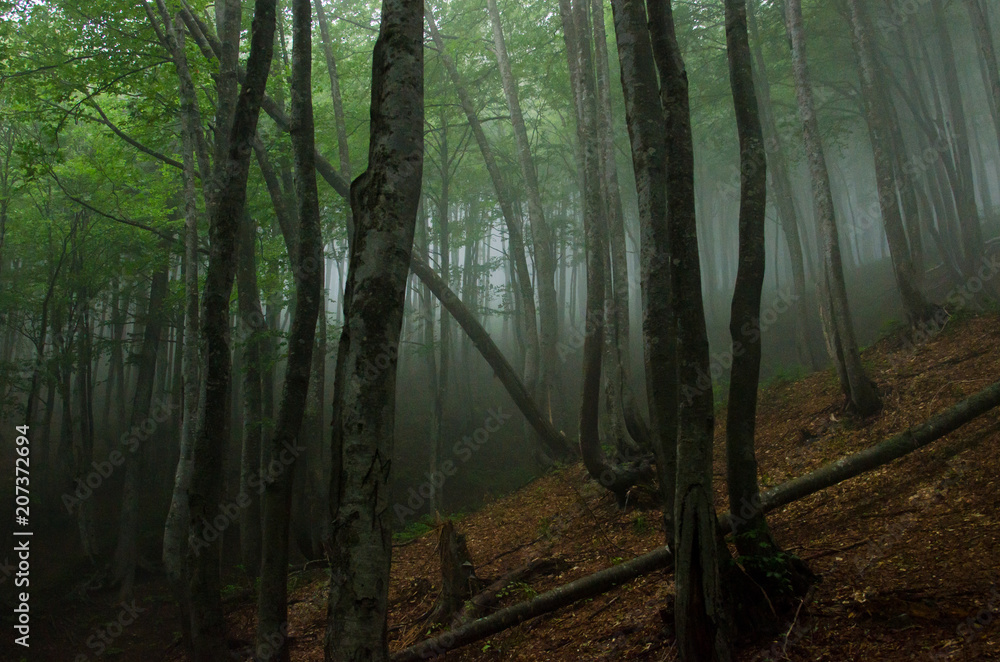 Obraz premium Beautiful mountain scenery . Guam gorge. Krasnodar region