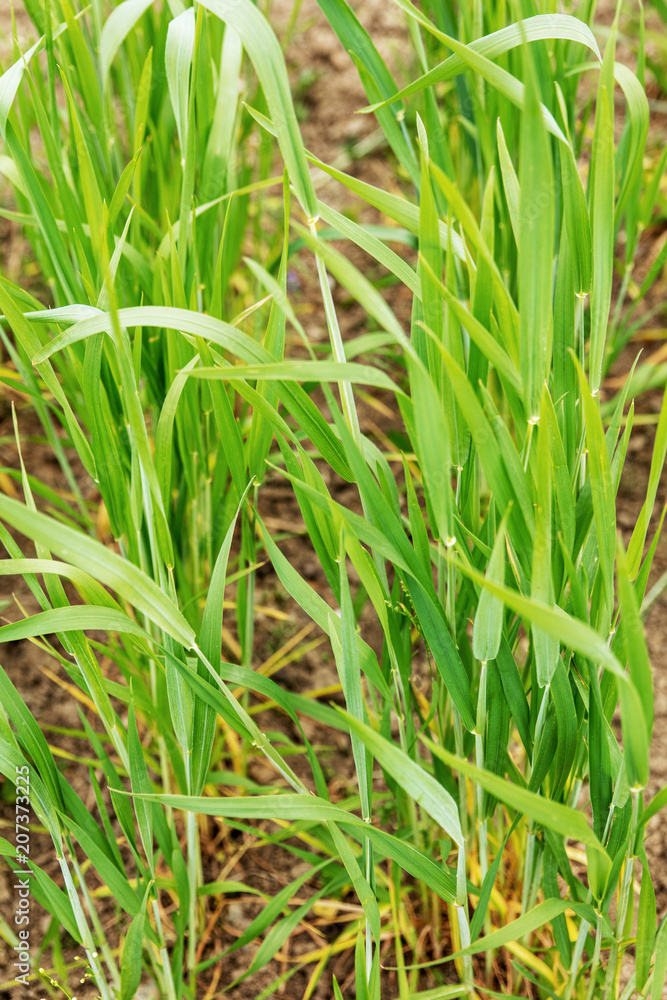 Dinkel Anbau im eigenen Garten, noch unreifer Fruchtstand
