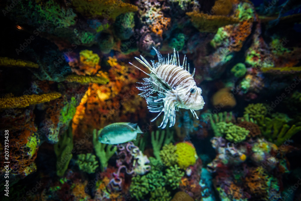 Obraz premium A marine aquarium with fishes and seaweed