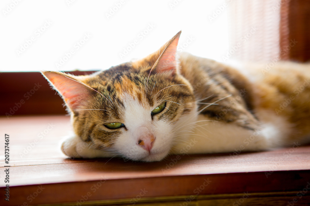 眠いネコ、sleepy calico cat 眠いネコ、sleepy calico cat