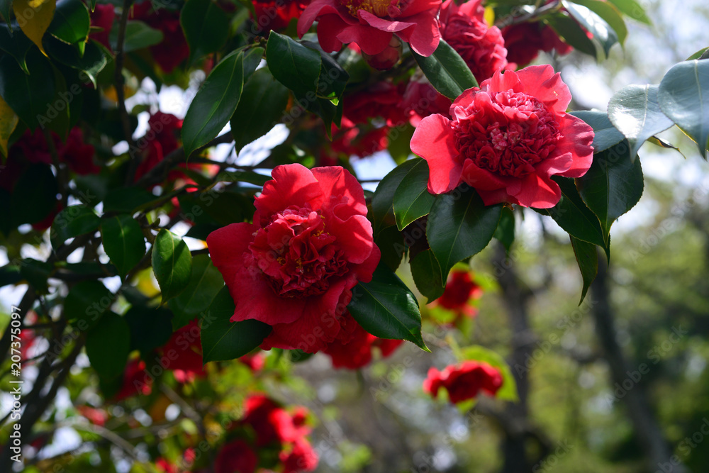 Camellia japonica-12