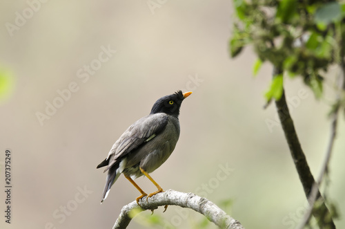 A jungle myna perched on a branch inside satal park during summer