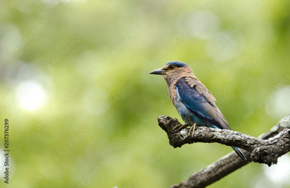 A blue jay sitting on a branch with rain in the background inside nagarhole forest during a wildlife safari A blue jay sitting on a branch with rain in the background inside nagarhole forest during a wildlife safari