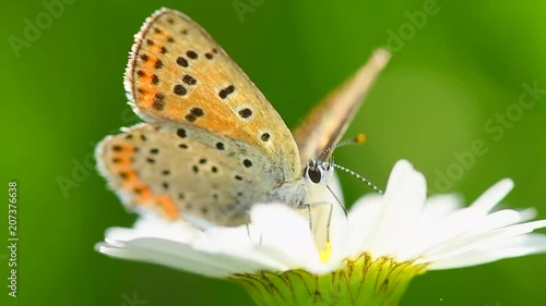 Wallpaper Mural Butterfly sucking nectar on daisy flower. Beautiful nature scene with blooming chamomiles in sun flare. Sunny day. Summer background. Slow motion. 3840X2160 4K UHD video footage Torontodigital.ca