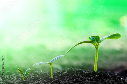 Vintage seedling growing