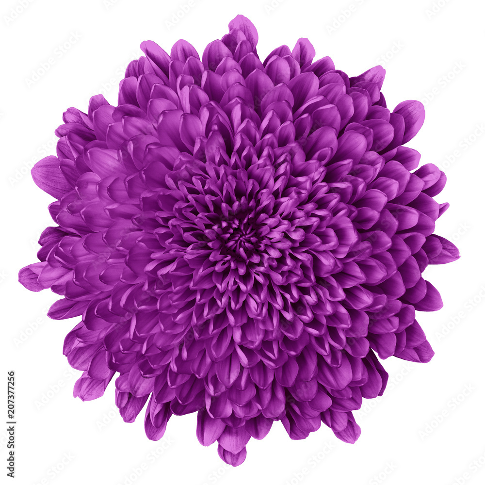 Flower eggplant Chrysanthemum   isolated on white background. Flower bud close up.  Element of design.