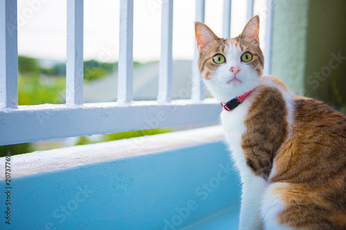 三毛猫、バルコニーにて、calico cat in balcony