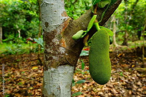 Wild Jack Fruit,Masungi Georeserve, Rizal, Philippines photo